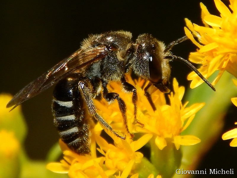 Apidae Halictinae:  Lasioglossum cfr. discum, maschio